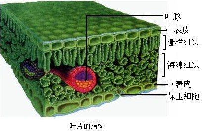 绿色铁丝网，守护自然与安全的双重力量
