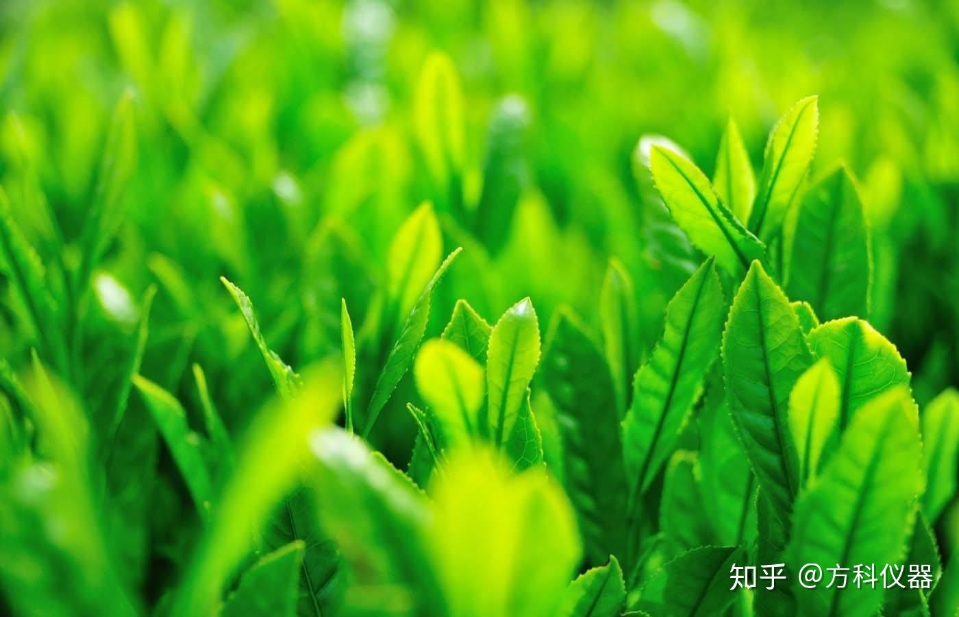 绿色守护者，防风抑尘网图片的简单之美