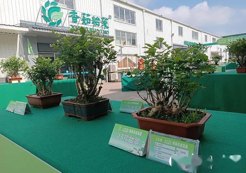 茶花塑料制品有限公司，绿色创新引领行业新风尚