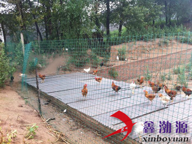 60元一卷的养鸡护栏网，性价比之选，守护鸡群安全的智慧之选