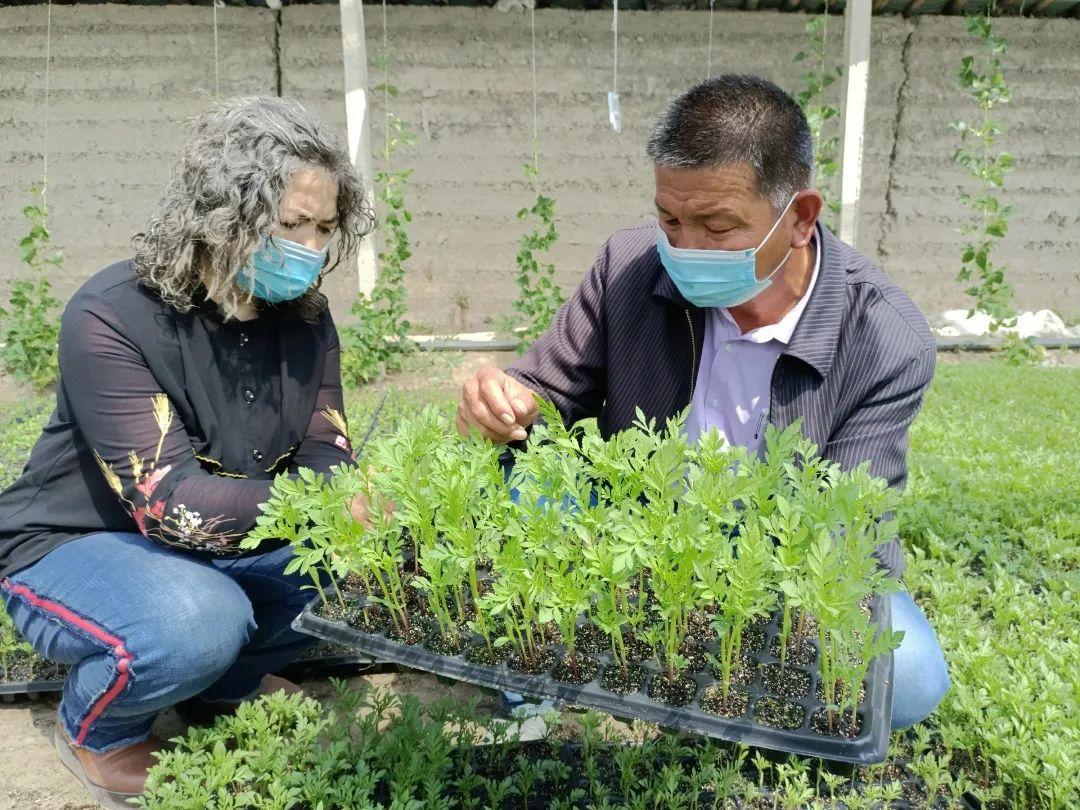 草原护栏网，价格、功能与选择指南