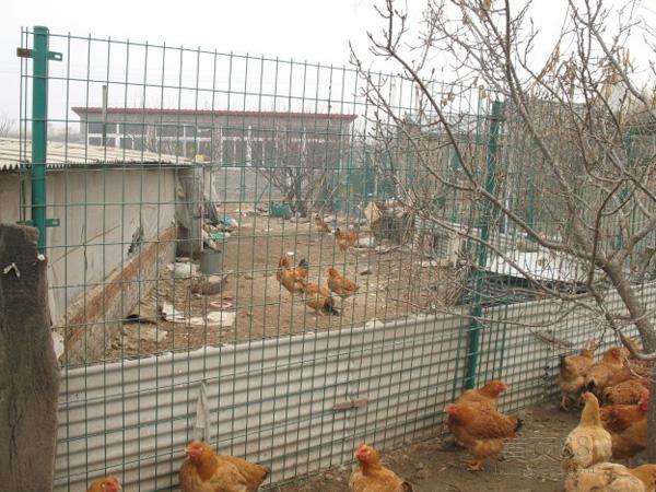 鸡舍守护者，养鸡护栏网的重要性与选择指南