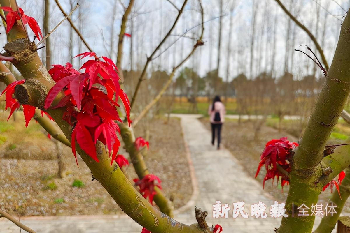 守护绿洲，新疆草原护栏网的多重意义与作用
