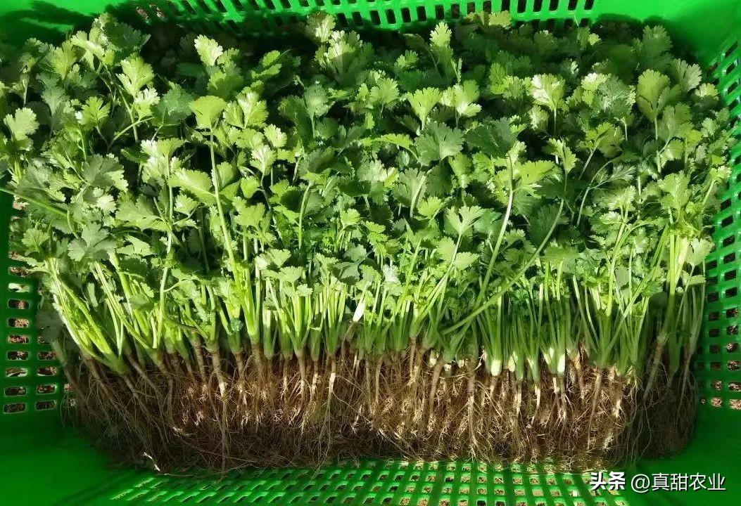 基础油价格最新行情走势图深度解析