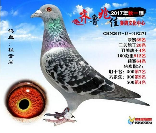 君翼赛鸽公棚秋季赛事，速度与激情的完美碰撞君翼赛鸽公棚秋棚最新公告