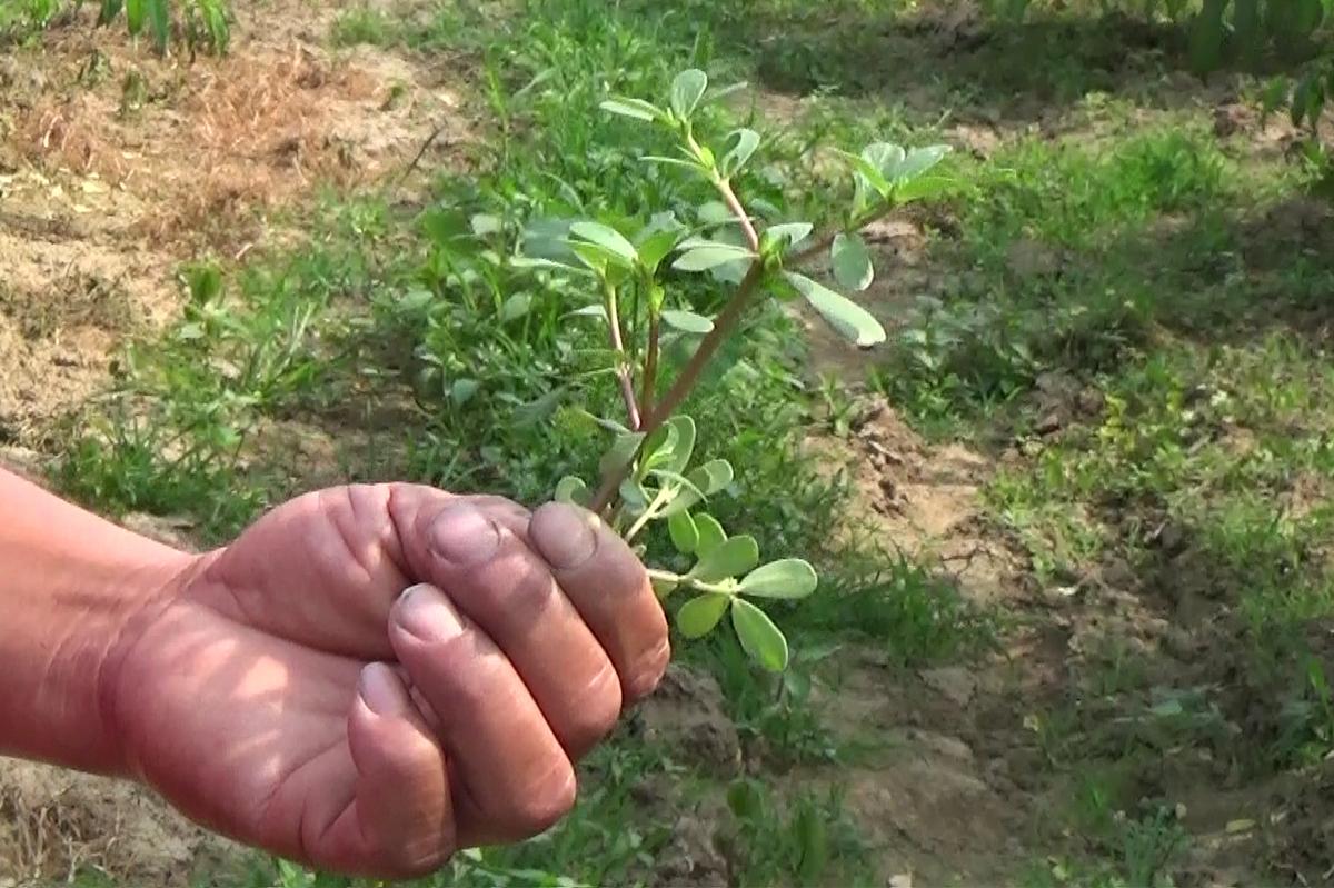 天下水果奶奶，免费资料里的甜蜜秘密天下水果奶奶免费资料欢迎你