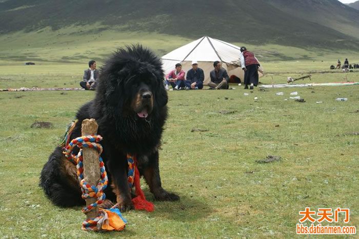 藏獒论坛，爱犬人士的交流圣地藏獒论坛板块