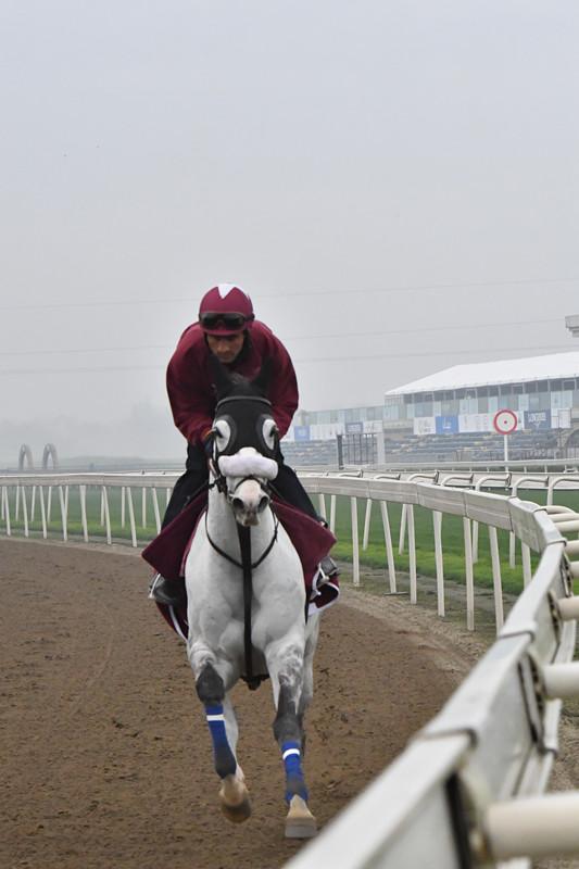2019年马会正版香港资料大全，揭秘赛马的魅力与策略马会正版香港资料大全一小