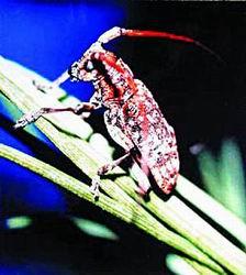 探索天牛3D图与红五图的奇妙世界,深度汇总与分析天牛3d图红五图库汇总千元报