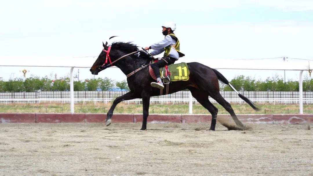 探索香港马会全年资料大全，历史、成就与未来展望香港2021年马会资料大全