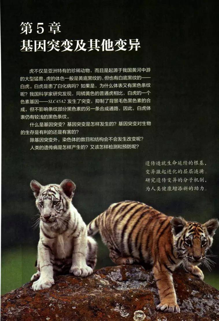 2019年香港四不像正版现象探析2019年香港四不像正版必中一肖39期