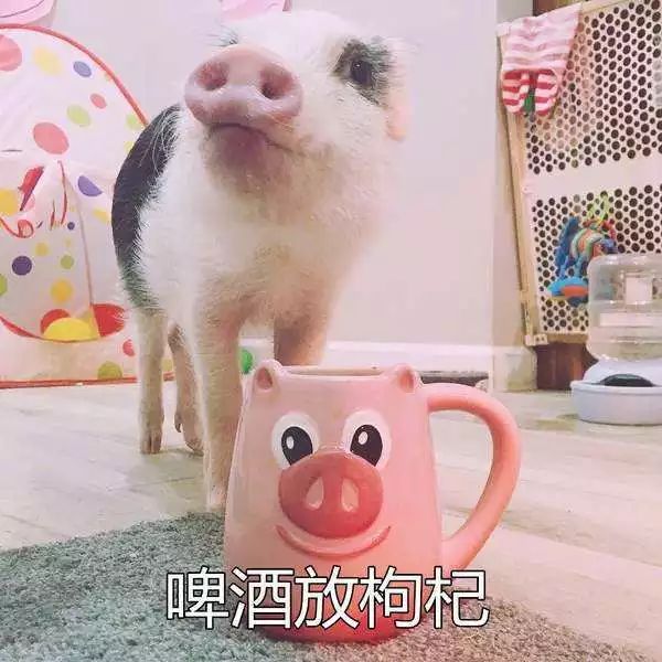 小狼狗高手论坛—网络文化的新兴阵地与青年社交的独特视角小狼狗高手论坛最新