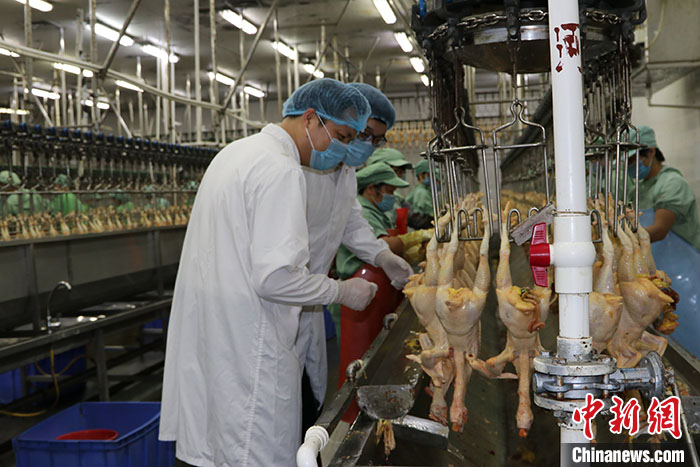 澳门最快最精准资料大全，全面解析与实用指南澳门最快最精准资料大全,争先恐后的动物是什么