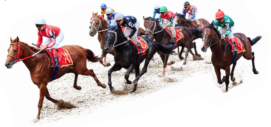 09期马会通知开奖日，揭秘香港赛马的魅力与影响009期马会什么时间开